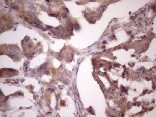 Bmf Antibody in Immunohistochemistry (Paraffin) (IHC (P))