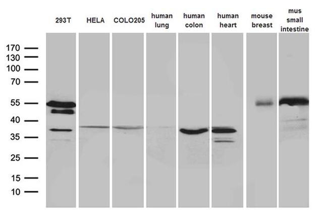 SFRP2 Antibody in Western Blot (WB)