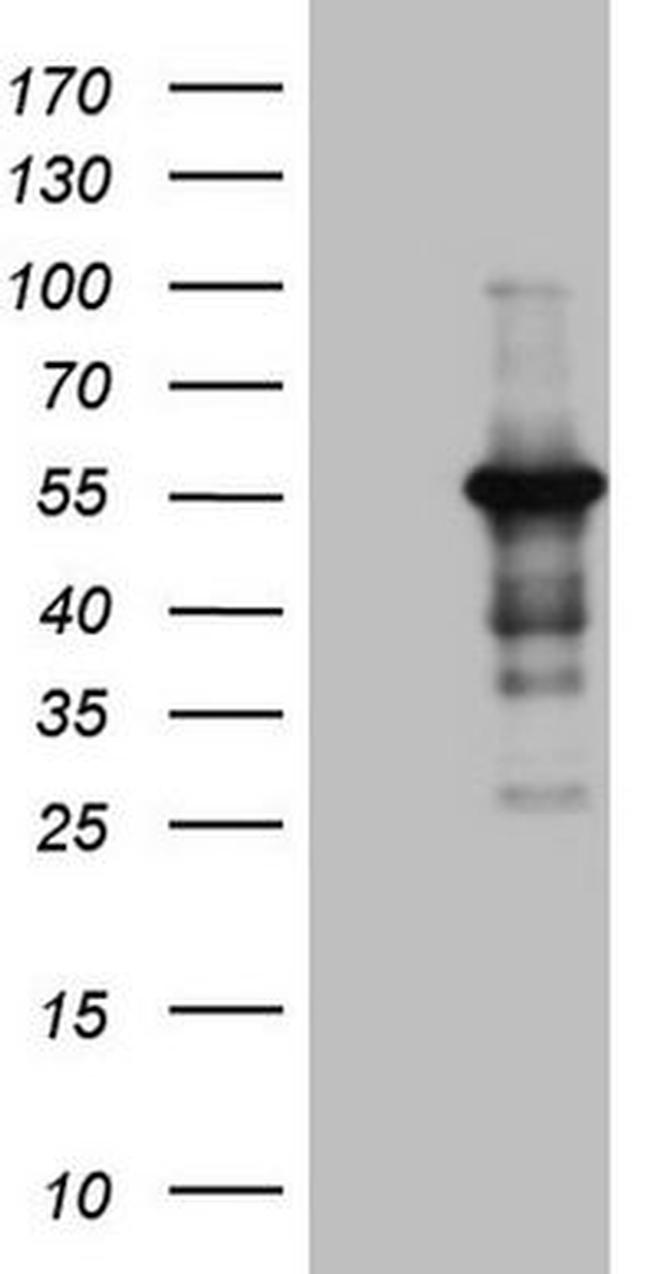 Pellino 1 Antibody in Western Blot (WB)