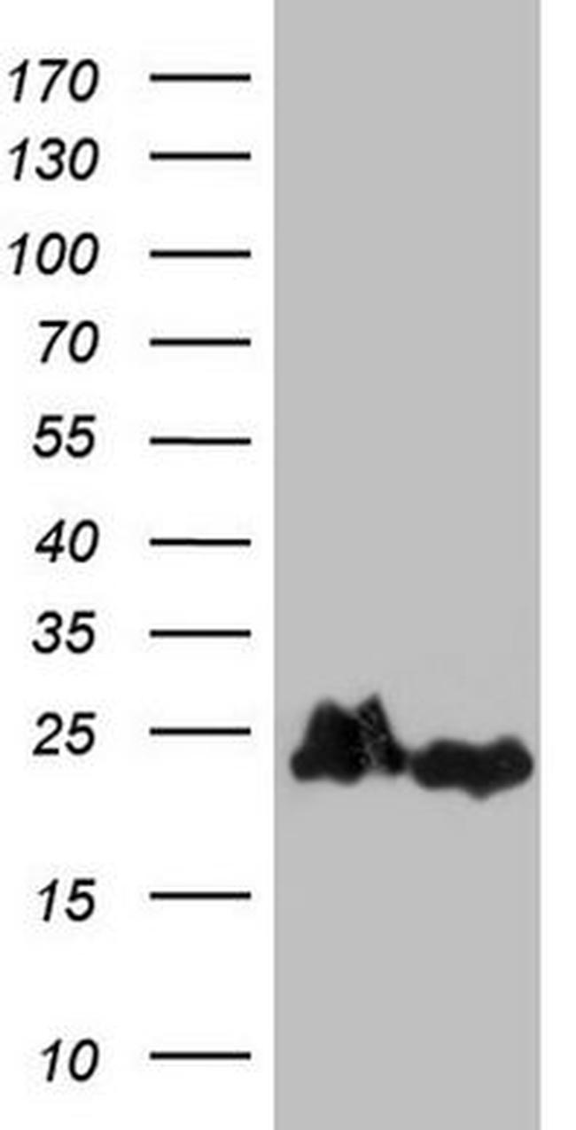 eIF1AY Antibody in Western Blot (WB)