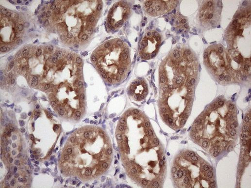 WDR61 Antibody in Immunohistochemistry (Paraffin) (IHC (P))