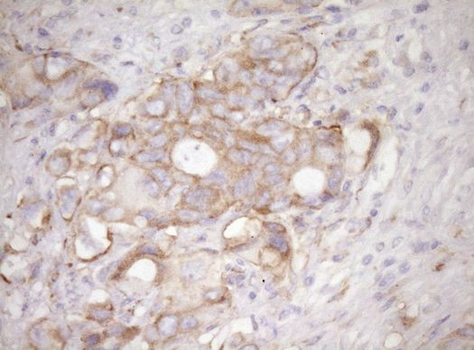 RPL10 Antibody in Immunohistochemistry (Paraffin) (IHC (P))