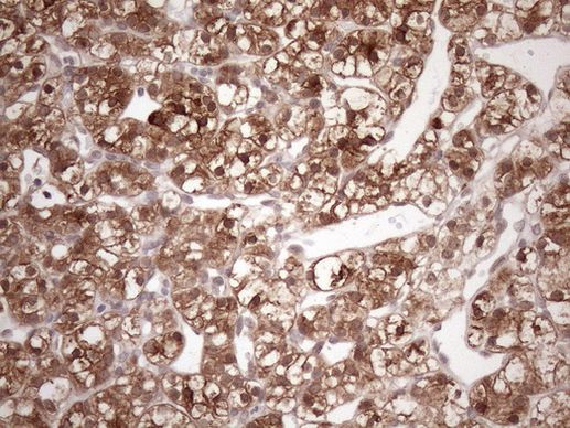 FGF13 Antibody in Immunohistochemistry (Paraffin) (IHC (P))