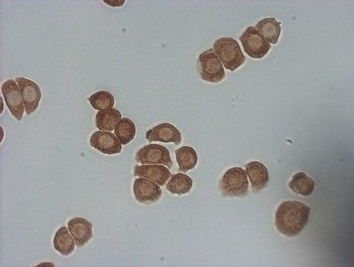 PSMG2 Antibody in Immunocytochemistry (ICC/IF)