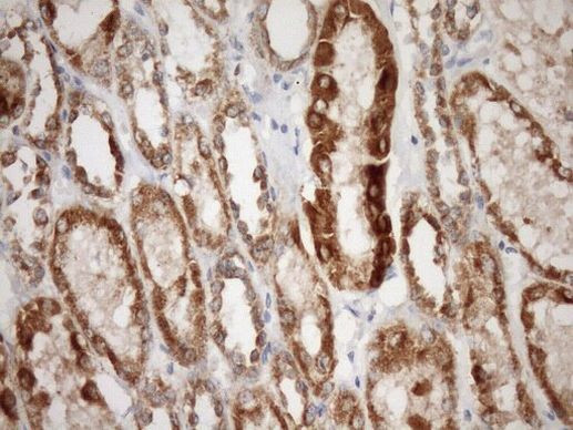 STOML2 Antibody in Immunohistochemistry (Paraffin) (IHC (P))