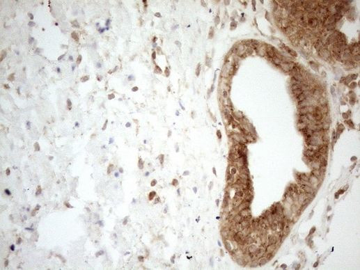 ZNF69 Antibody in Immunohistochemistry (Paraffin) (IHC (P))