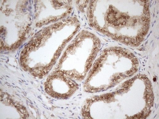 ZNF69 Antibody in Immunohistochemistry (Paraffin) (IHC (P))