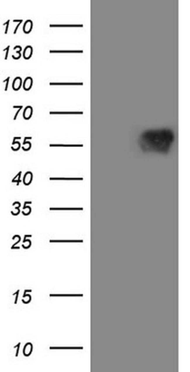 MAVS Antibody in Western Blot (WB)