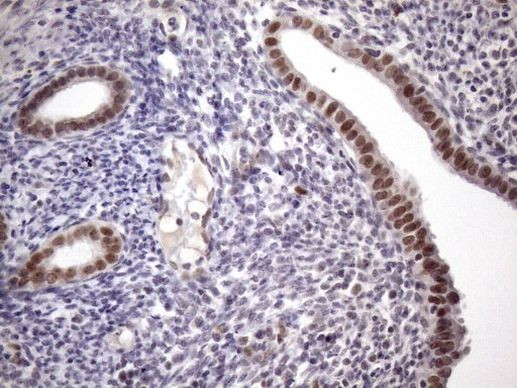 ZC3H8 Antibody in Immunohistochemistry (Paraffin) (IHC (P))