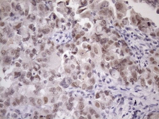 ZC3H8 Antibody in Immunohistochemistry (Paraffin) (IHC (P))