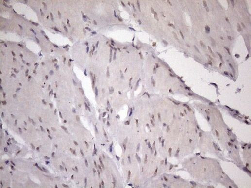 ZC3H8 Antibody in Immunohistochemistry (Paraffin) (IHC (P))