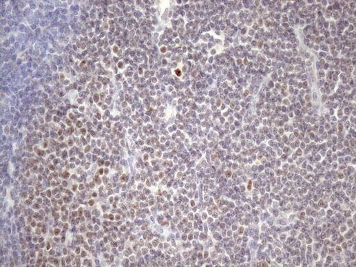 ZC3H8 Antibody in Immunohistochemistry (Paraffin) (IHC (P))