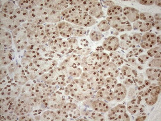 RGL2 Antibody in Immunohistochemistry (Paraffin) (IHC (P))