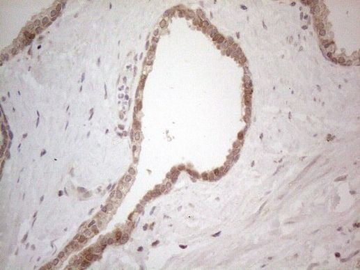 BTBD10 Antibody in Immunohistochemistry (Paraffin) (IHC (P))