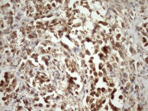 MRG15 Antibody in Immunohistochemistry (Paraffin) (IHC (P))