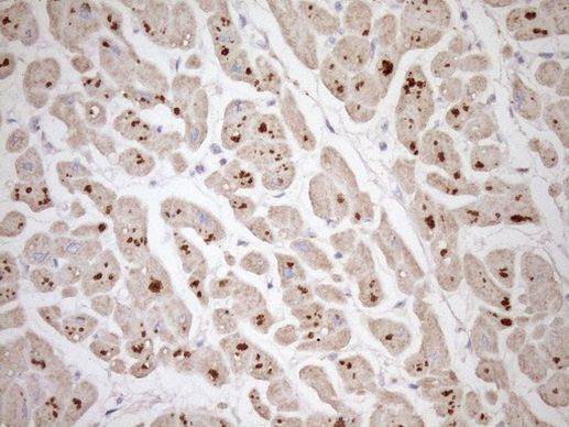 TCAP Antibody in Immunohistochemistry (Paraffin) (IHC (P))