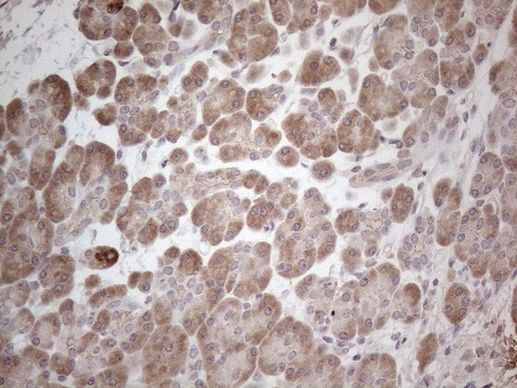 MARK4 Antibody in Immunohistochemistry (Paraffin) (IHC (P))