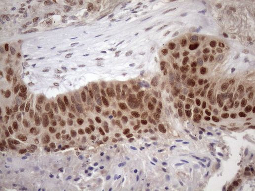 TDG Antibody in Immunohistochemistry (Paraffin) (IHC (P))