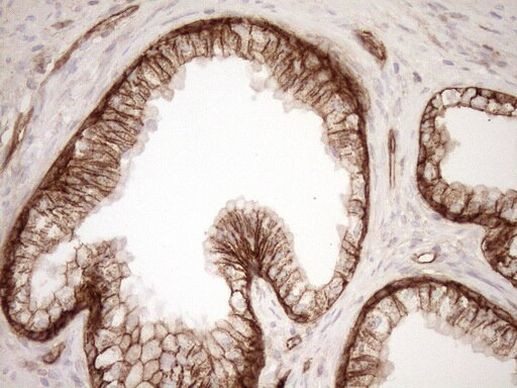 EPLIN Antibody in Immunohistochemistry (Paraffin) (IHC (P))