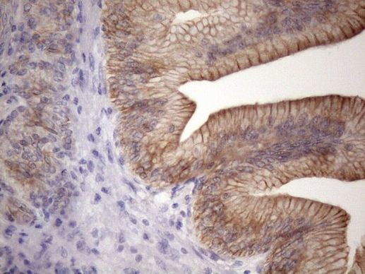 PHD1 Antibody in Immunohistochemistry (Paraffin) (IHC (P))