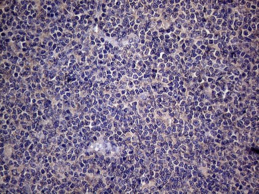 Endothelin 3 Antibody in Immunohistochemistry (Paraffin) (IHC (P))