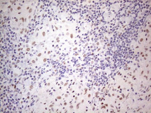 TDG Antibody in Immunohistochemistry (Paraffin) (IHC (P))