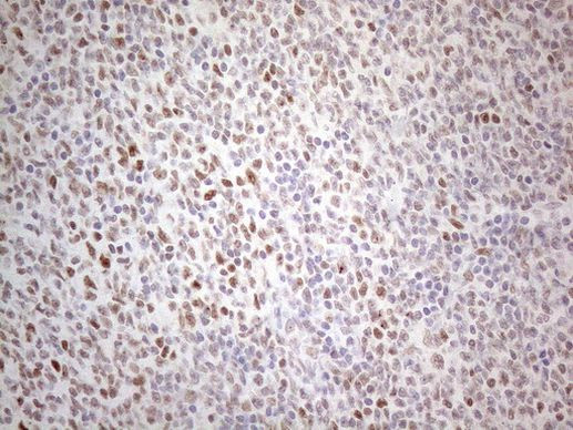 TDG Antibody in Immunohistochemistry (Paraffin) (IHC (P))