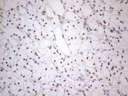 TDG Antibody in Immunohistochemistry (Paraffin) (IHC (P))