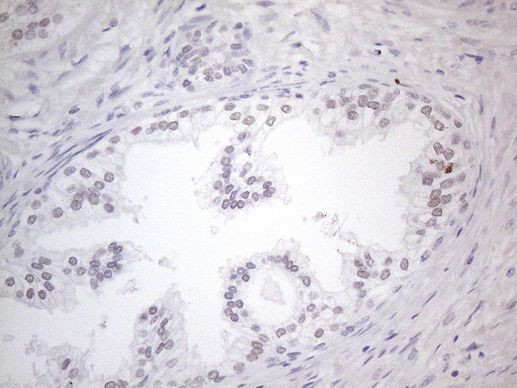 TDG Antibody in Immunohistochemistry (Paraffin) (IHC (P))