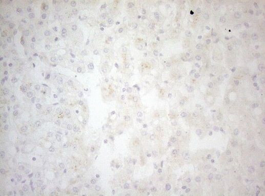 Bcl-G Antibody in Immunohistochemistry (Paraffin) (IHC (P))