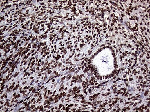 TRMT5 Antibody in Immunohistochemistry (Paraffin) (IHC (P))