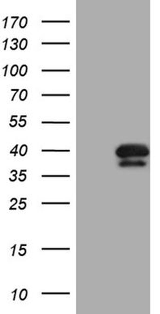 PITPNB Antibody in Western Blot (WB)