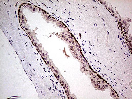 FTO Antibody in Immunohistochemistry (Paraffin) (IHC (P))