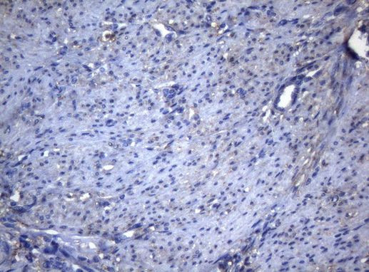 ADH5 Antibody in Immunohistochemistry (Paraffin) (IHC (P))