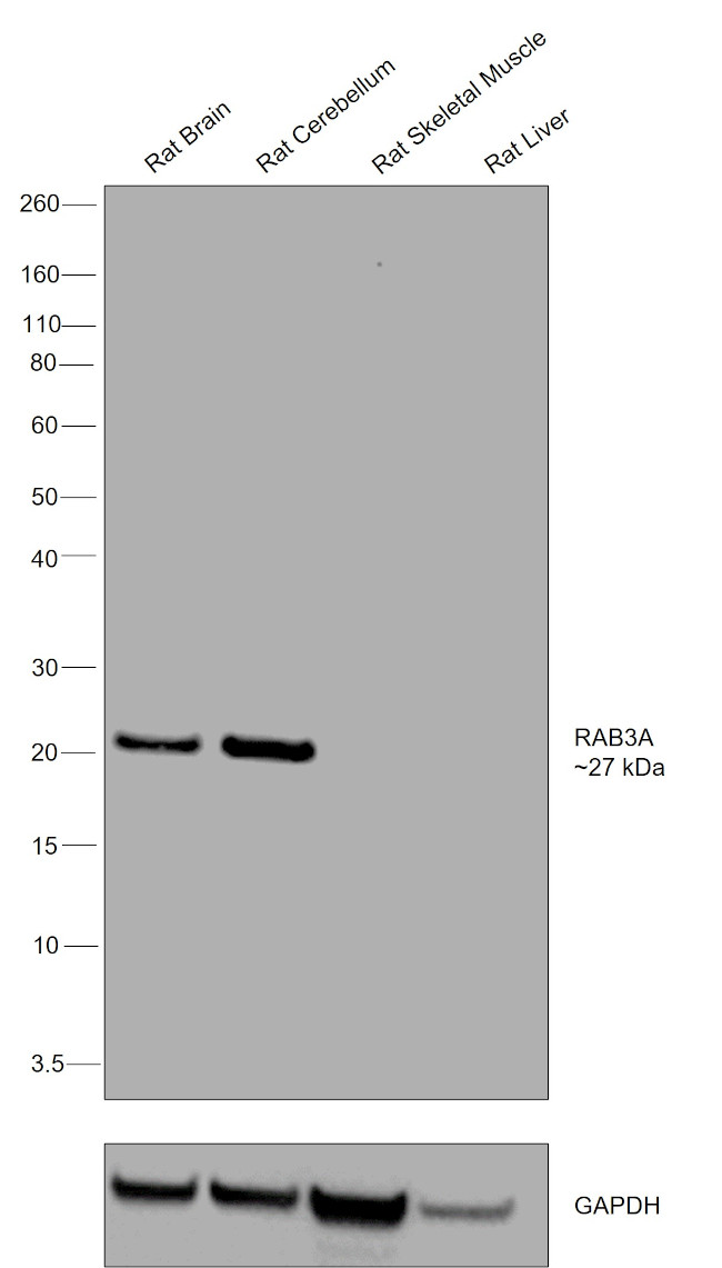 RAB3A Antibody