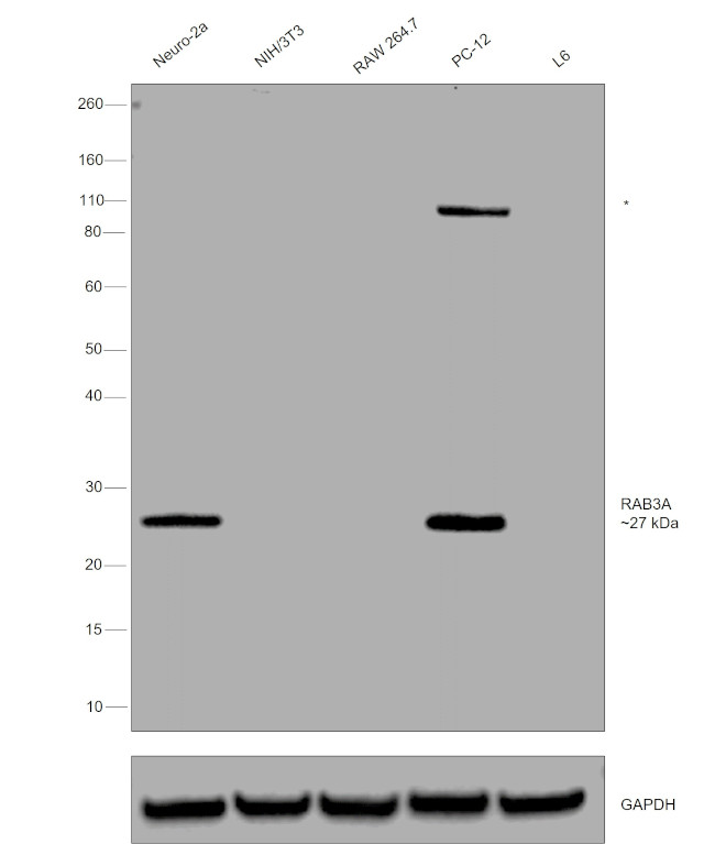 RAB3A Antibody in Western Blot (WB)