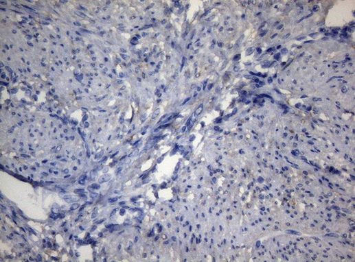 ADH5 Antibody in Immunohistochemistry (Paraffin) (IHC (P))