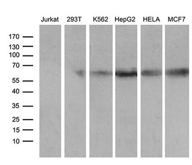 RBPJ Antibody in Western Blot (WB)