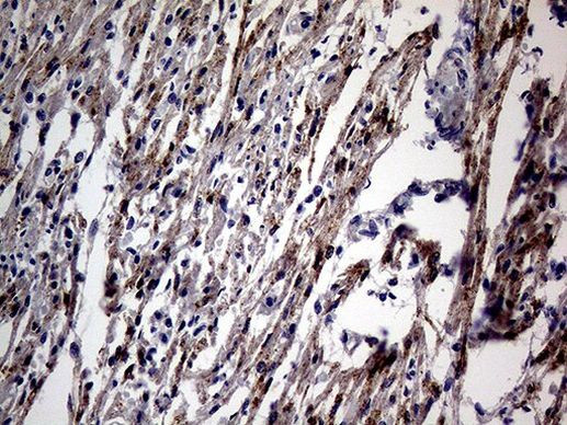 ANP Antibody in Immunohistochemistry (Paraffin) (IHC (P))