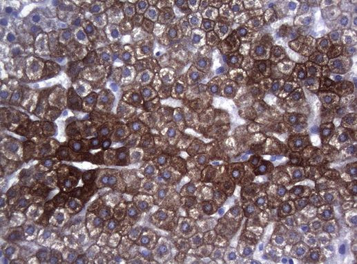 SYNC Antibody in Immunohistochemistry (Paraffin) (IHC (P))