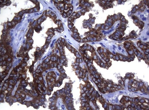 SYNC Antibody in Immunohistochemistry (Paraffin) (IHC (P))