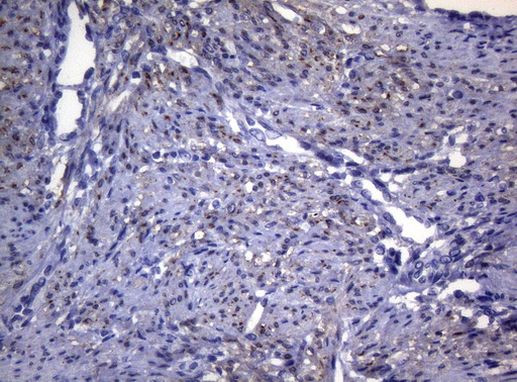 SYNC Antibody in Immunohistochemistry (Paraffin) (IHC (P))