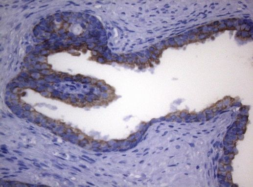 SYNC Antibody in Immunohistochemistry (Paraffin) (IHC (P))