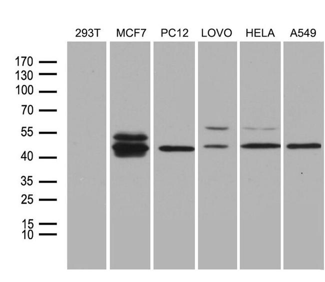 Fra2 Antibody in Western Blot (WB)