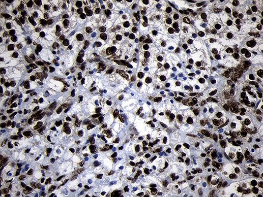 HOXC4 Antibody in Immunohistochemistry (Paraffin) (IHC (P))