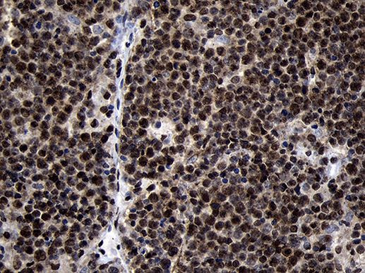 HOXC4 Antibody in Immunohistochemistry (Paraffin) (IHC (P))