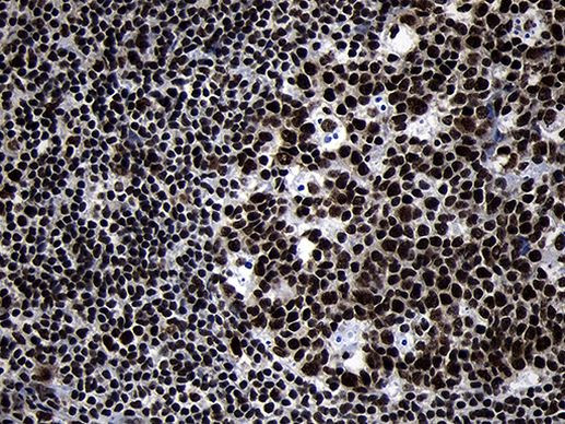 HOXC4 Antibody in Immunohistochemistry (Paraffin) (IHC (P))