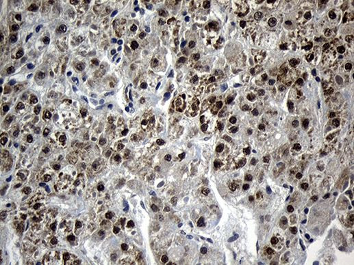 AGPAT9 Antibody in Immunohistochemistry (Paraffin) (IHC (P))