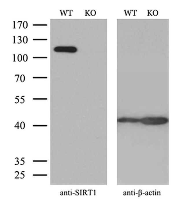 SIRT1 Antibody in Western Blot (WB)