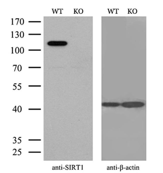 SIRT1 Antibody in Western Blot (WB)